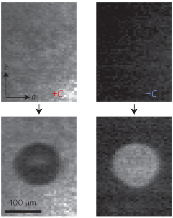 Optical switching of AFM domains in TbMnO3